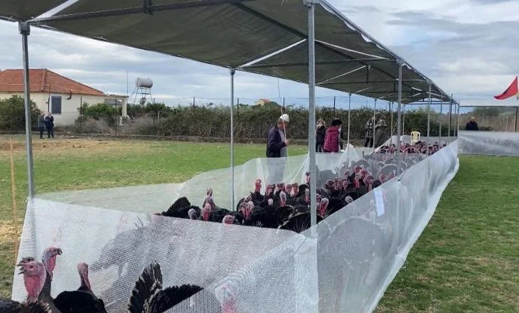 Panairi tradicional i Gjelit të Detit në Peqin, fermerët: S’ka subvencione nga shteti, importet po na dëmtojnë