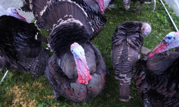 “Parada” e Gjelit të detit/ Parakalimi i përvitshëm në Peqin, fermerët ankohen për mungesën e tregut