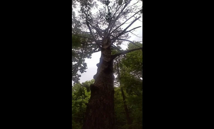 Pisha e Marie Tucit, si pisha e Shën Françeskut