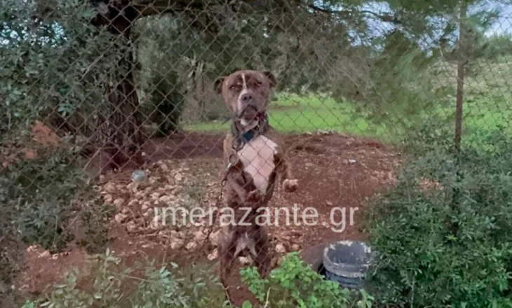 Plagë në fyt dhe trup/ 2-vjeçari që u sulmua nga qeni pitbull, autoritetet greke marrin në shqyrtim nëse…(VIDEO)