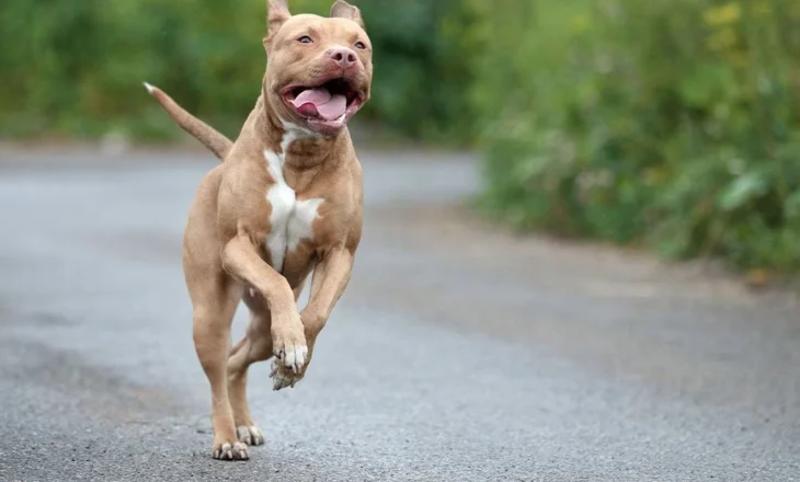 “Prindërit të lirë, hetohet qeni”, detajet e reja të ngjarjes tragjike në Greqi me familjen shqiptare