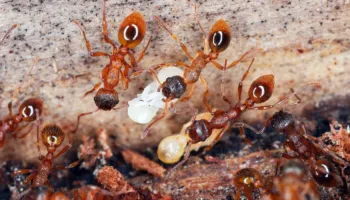 Pse milingonat e sëmura kërkojnë të vdesin? Studimi i ri zbulon një sjellje të jashtëzakonshme