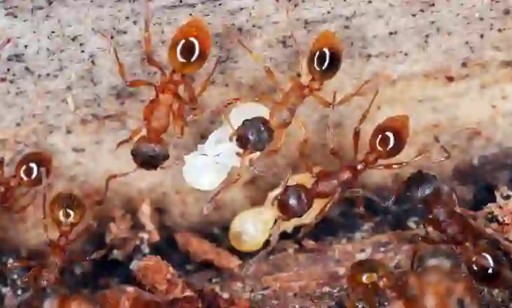 Pse milingonat e sëmura kërkojnë të vdesin? Studimi i ri zbulon një sjellje të jashtëzakonshme