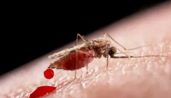 Pse mushkonjat janë të etura për gjak?