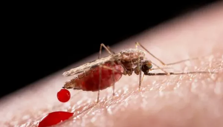 Pse mushkonjat janë të etura për gjak?