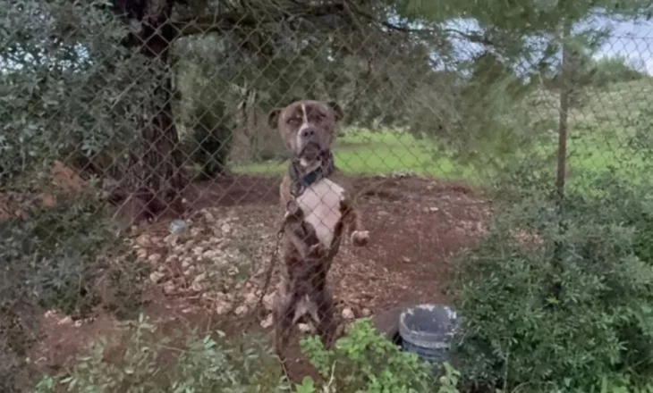 Qeni sulmoi për vdekje 2-vjeçarin shqiptar/ Autoritetet dërgojnë pitbullin në dhomat e strehimit të kafshëve, rrezikon të vritet nga…