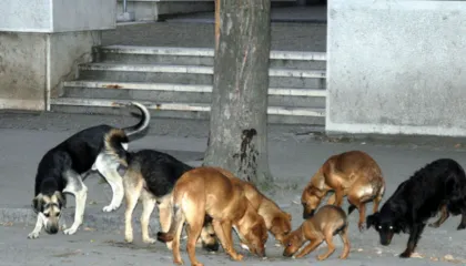 Qentë endacakë sulmojnë 8-vjeçarin në Durrës