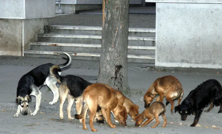 Qentë endacakë sulmojnë 8-vjeçarin në Durrës