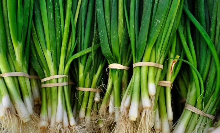 Qepët e njoma! Si t’i përdorni për shëndetin e organizmit