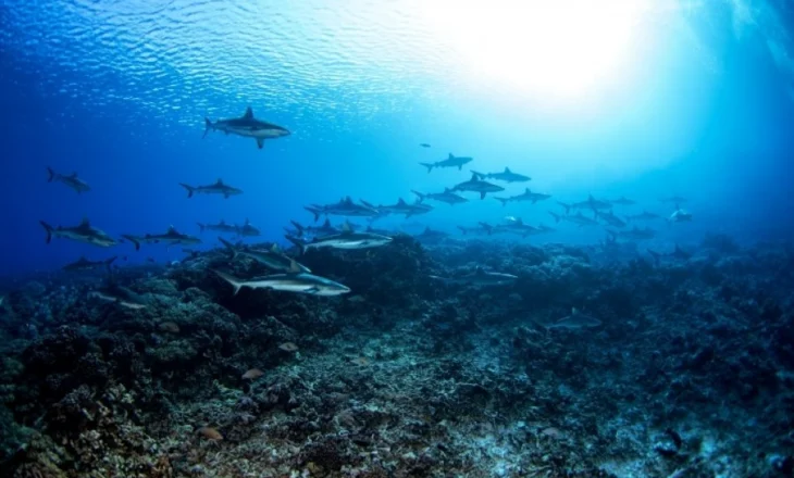 Qindra peshkaqenë filmohen duke u ushqyer me peshq në Australinë lindore