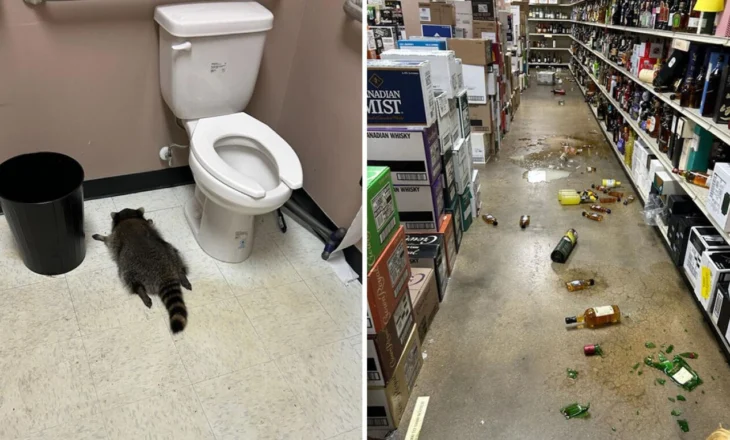 Rakuni hyn në një punishte vere në Virxhinia, dehet dhe humb ndjenjat në banjo, shihni fotot