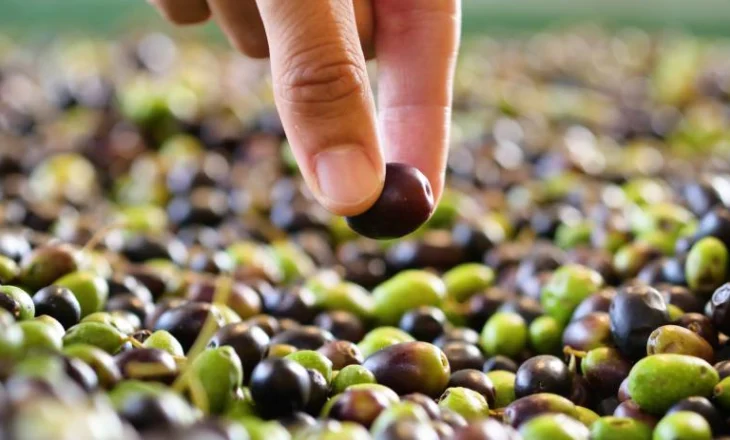 Rënia e prodhimit rrit deri 11% çmimin e vajit të ullirit, ja me sa shitet në treg