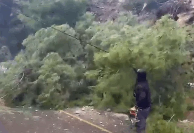 Rrëzohet pema në mes të rrugës në Radhimë, bllokohet qarkullimi i mjeteve