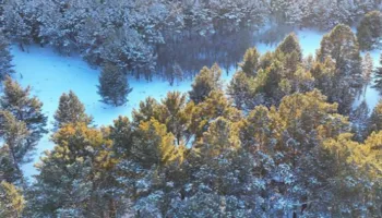 Shënohet përparim në ruajtjen e germoplazmës së pyjeve dhe kullotave