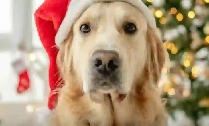 Shkenca thotë: Kënga ‘Last Christmas’ i shkakton ankth dhe stres qenve