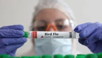 Shkencëtarët hetojnë një skenar makthi të gripit të shpendëve, rreziqe dhe si zhvillohet një epidemi