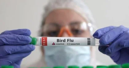 Shkencëtarët hetojnë një skenar makthi të gripit të shpendëve, rreziqe dhe si zhvillohet një epidemi