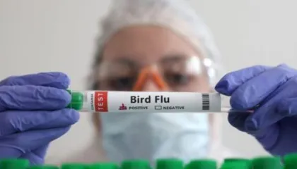 Shkencëtarët hetojnë një skenar makthi të gripit të shpendëve, rreziqe dhe si zhvillohet një epidemi