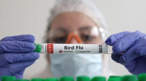 Shkencëtarët hetojnë një skenar makthi të gripit të shpendëve, rreziqe dhe si zhvillohet një epidemi