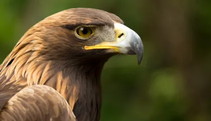 Shqiponja është e njohur ndër shqiptarë si shpend kulti