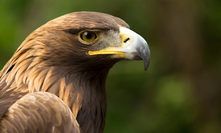 Shqiponja është e njohur ndër shqiptarë si shpend kulti