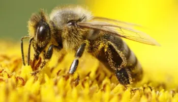 “Sipas besimit popullor bleta dikur paska qenë njeri,..për bletën nuk thonë ‘ngordhi’ por ‘vdiq’..”