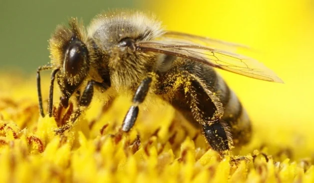“Sipas besimit popullor bleta dikur paska qenë njeri,..për bletën nuk thonë ‘ngordhi’ por ‘vdiq’..”