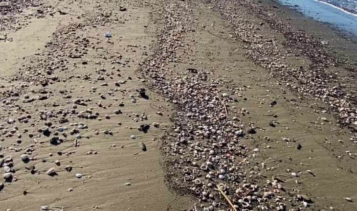 Situatë alarmante/ Katastrofë mjedisore në brigjet e Adriatikut, dhe plazhet e Divjakës, të mbuluara nga mbetjet