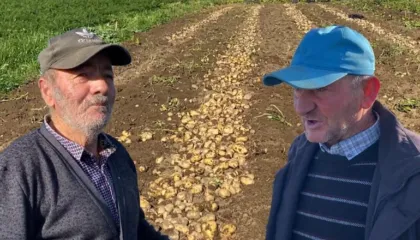 “S’ka treg, çmimi është i ulët”/ Tonelatat me patate futen në magazina, fermerët të zhgënjyer: Sivjet skandal fare