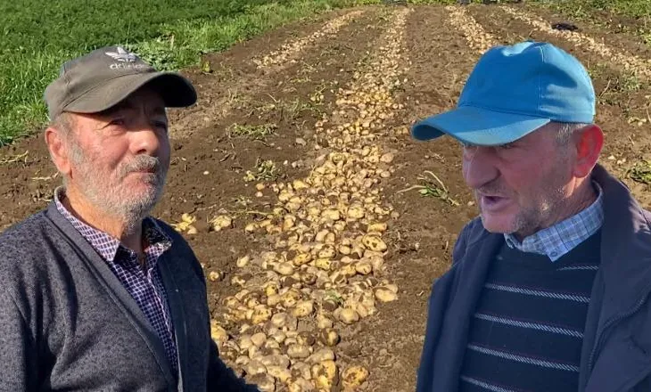 “S’ka treg, çmimi është i ulët”/ Tonelatat me patate futen në magazina, fermerët të zhgënjyer: Sivjet skandal fare