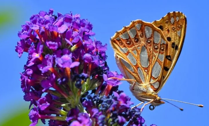 Sprejet kundër insekteve zvogëlojnë numrin e spermatozoideve dhe vrasin bakteret e mira të zorrëve