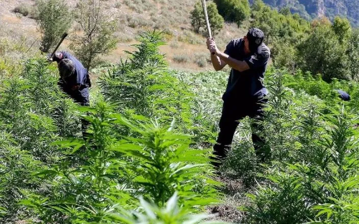 Stani i drogës/ Gjykata dënon vëllain e ish-deputetit të PS, ja me sa vite u burgosën anëtarët e grupit (Emrat)