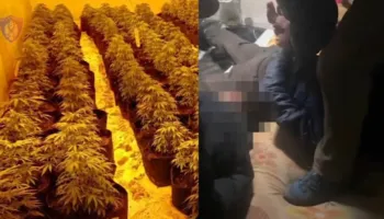 Stani i drogës në Kashnjet, dënohen me 17 vite burg 3 persona, mes tyre dhe vëllai i ish-deputetit të PS