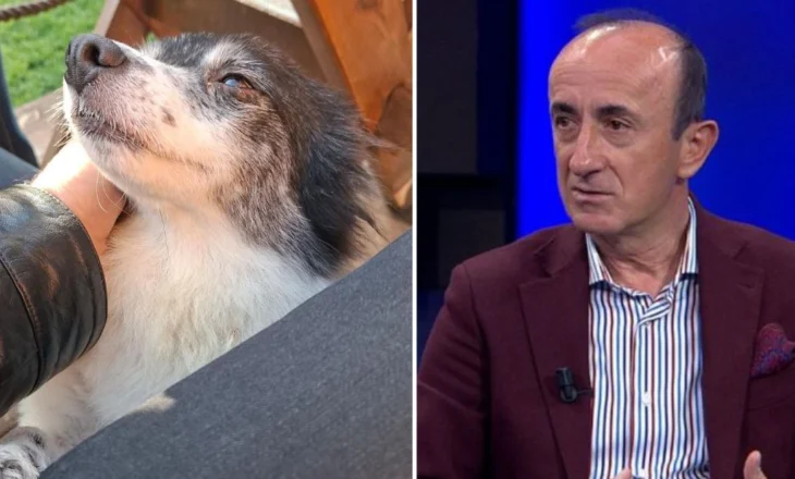 U dhunua dhe u hodh në plehra, Dashnor Sula i vjen në ndihmë qenushes në Shkodër, e adopton