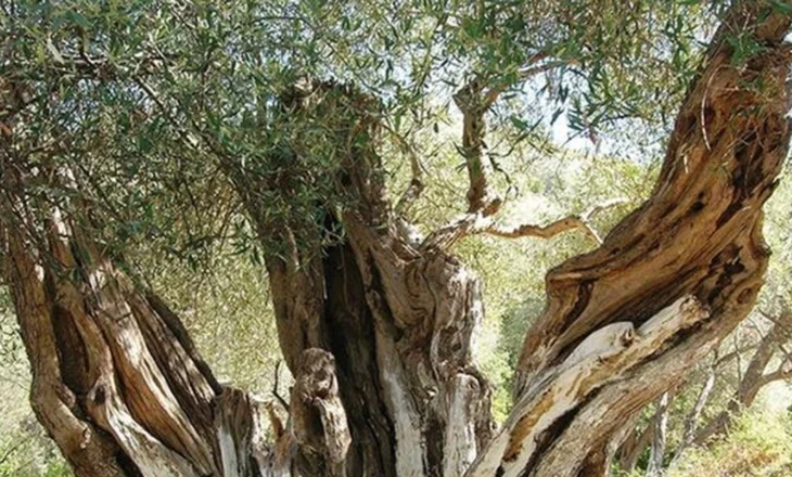 Ullinjtë e moçëm të Shqipërisë, mes historisë dhe turizmit