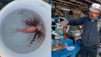 VIDEO / Peshku ‘luan’ bie në rrjetat e peshkatarëve të Vlorës: Helmi i tij, i rrezikshëm për njerëzit