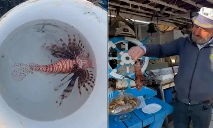 VIDEO / Peshku ‘luan’ bie në rrjetat e peshkatarëve të Vlorës: Helmi i tij, i rrezikshëm për njerëzit