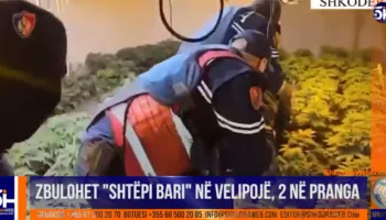 VIDEO – Zbulohet “shtëpi bari” në Velipojë, arrestohet 22- vjeçari, në pranga punonjësi i OSHEE…