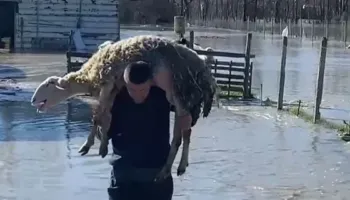 ’40 qengja m’i mori lumi, të tjerët ngordhën’/ Përmbytjet shkaktojnë dëme të mëdha në Mbrostar, banorët apel shtetit