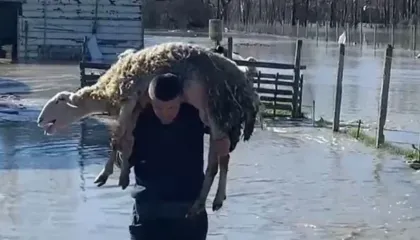 ’40 qengja m’i mori lumi, të tjerët ngordhën’/ Përmbytjet shkaktojnë dëme të mëdha në Mbrostar, banorët apel shtetit