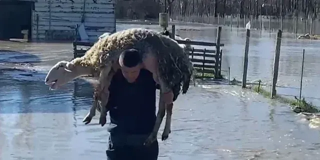 ’40 qengja m’i mori lumi, të tjerët ngordhën’/ Përmbytjet shkaktojnë dëme të mëdha në Mbrostar, banorët apel shtetit
