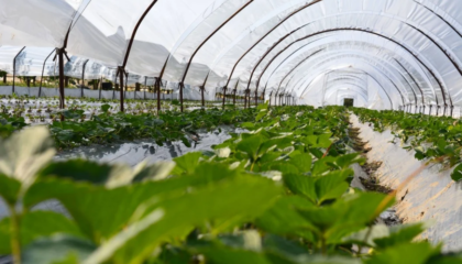 65 mijë fermerë marrin pagesat e Skemave Kombëtare, fondet tashmë në llogari