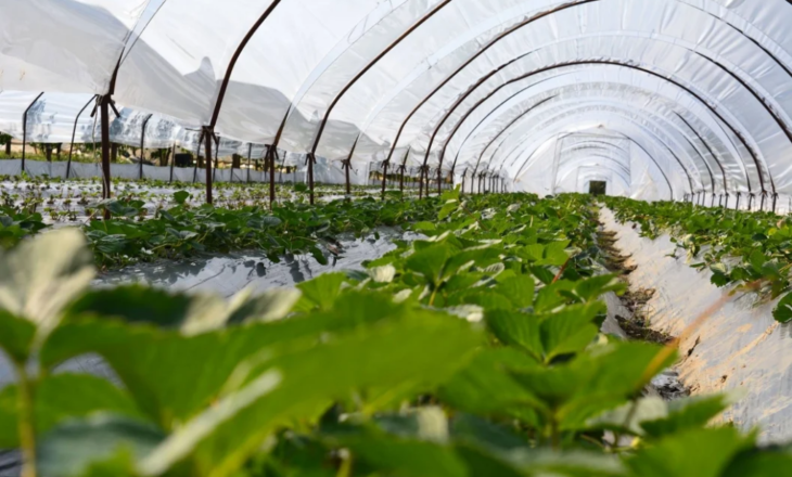 65 mijë fermerë marrin pagesat e Skemave Kombëtare, fondet tashmë në llogari