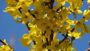 A e dinit se kjo bimë rritet vetëm në Shqipëri? Ja vetitë e saj në organizëm