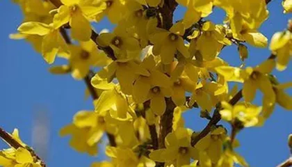 A e dinit se kjo bimë rritet vetëm në Shqipëri? Ja vetitë e saj në organizëm