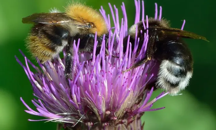 A mund të përdoren bletët si model për të komunikuar me jetë inteligjente jashtëtokësore?