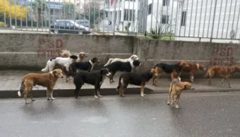 Adoptim apo trafik? Si po kthehet Shqipëria në burim të “industrisë” së fshehtë të qenve endacakë