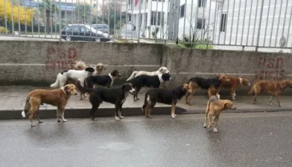 Adoptim apo trafik? Si po kthehet Shqipëria në burim të “industrisë” së fshehtë të qenve endacakë