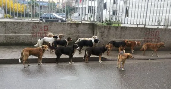 Adoptim apo trafik? Si po kthehet Shqipëria në burim të “industrisë” së fshehtë të qenve endacakë