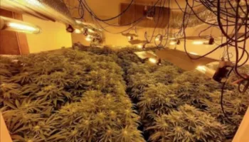 Aksion antidrogë në Lezhë, zbulohet magazina ku kultivohej kanabisi, disa të arrestuar